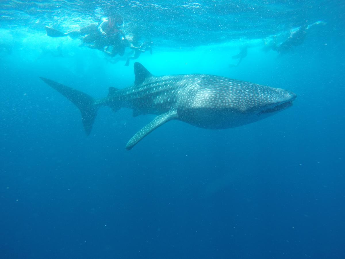 Hotel Equa Reef Maldives Addu City Exterior foto