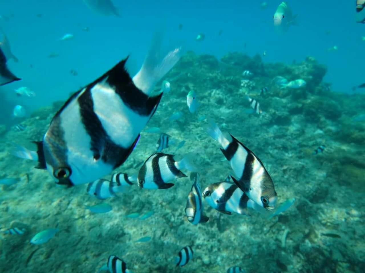Hotel Equa Reef Maldives Addu City Exterior foto