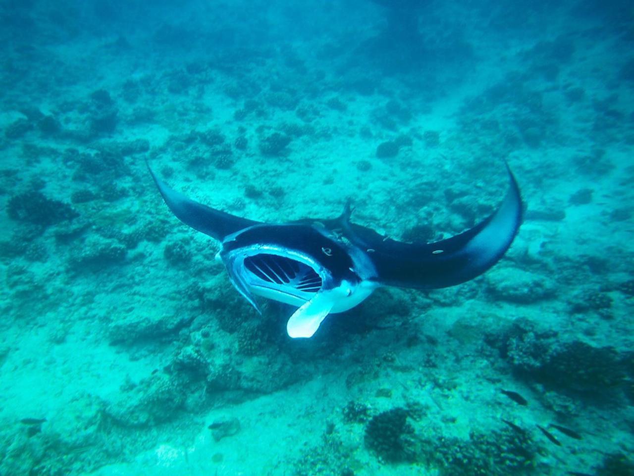 Hotel Equa Reef Maldives Addu City Exterior foto